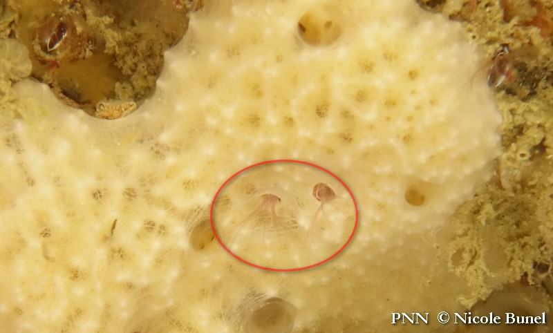 Acasta spongites © Nicole Bunel