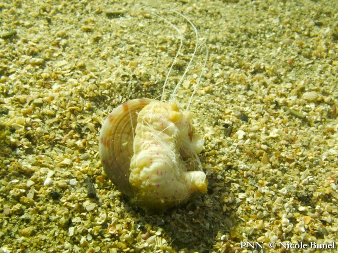 Adamsia palliata © Nicole Bunel