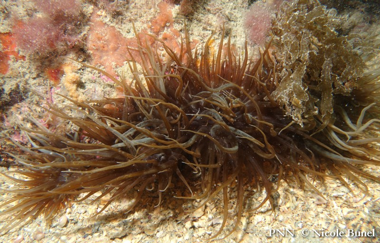 Aiptasia couchii © Nicole Bunel