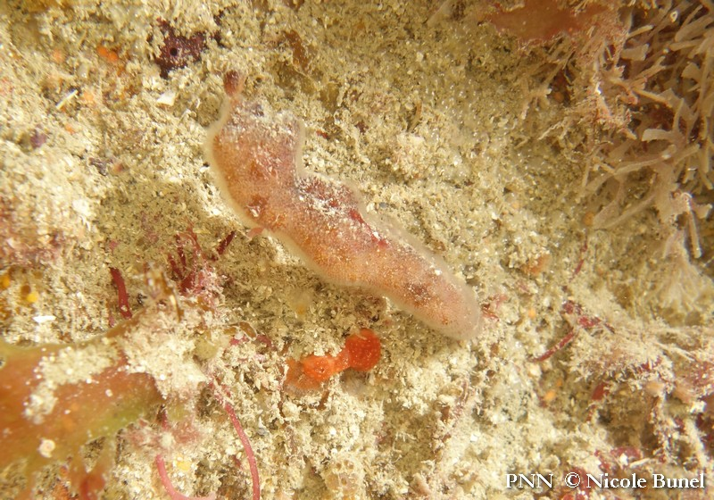 Alcyonidium diaphanum © Nicole Bunel