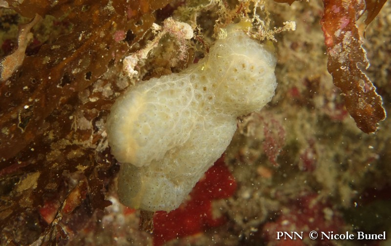 Aplidium glabrum © Nicole Bunel