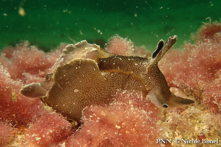 Aplysia punctata © Nicole Bunel