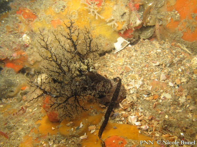 Aslia lefevrei © Nicole Bunel