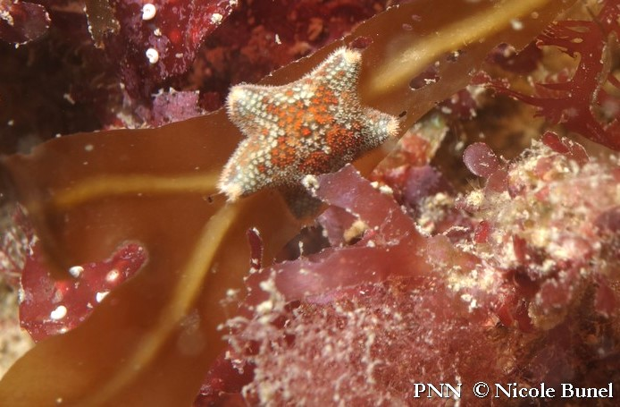 Asterina phylactica © Nicole Bunel