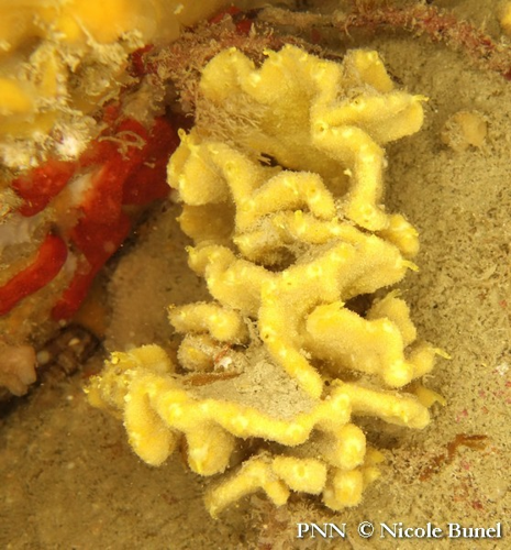 Axinella damicornis © Nicole Bunel