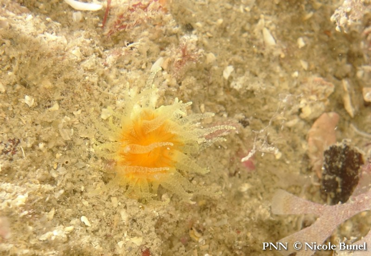 Balanophyllia regia © Nicole Bunel