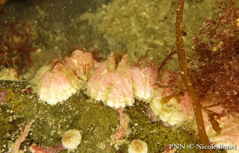 Balanus crenatus © Nicole Bunel