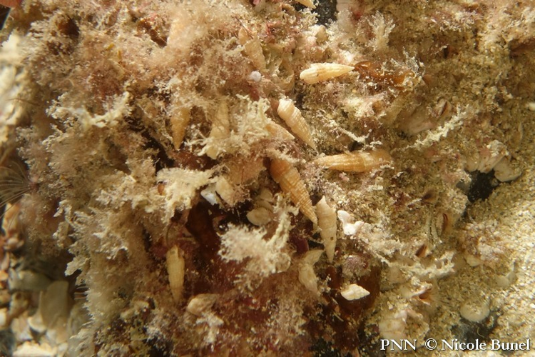 Bittium reticulatum © Nicole Bunel