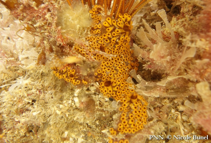 Botrylloides diegensis © Nicole Bunel