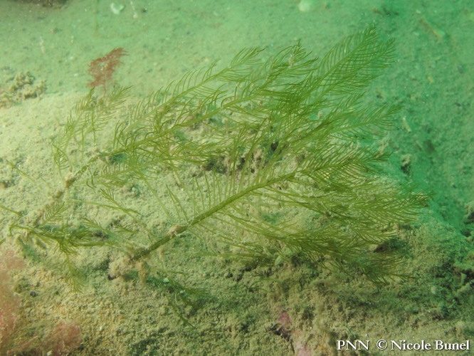 Bryopsis plumosa © Nicole Bunel