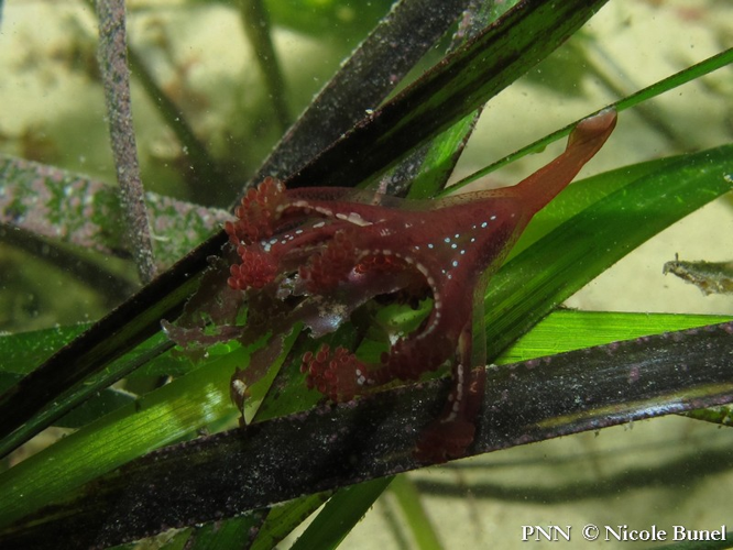 Calvadosia campanulata © Nicole Bunel