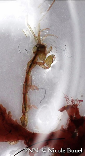 Caprella linearis © Nicole Bunel