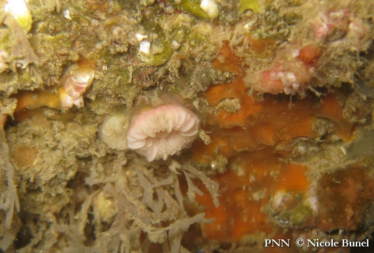 Caryophyllia smithii © Nicole Bunel