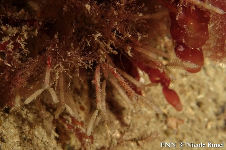 Cellaria sp © Nicole Bunel