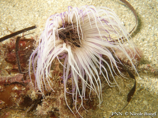 Cerianthus membranaceus © Nicole Bunel