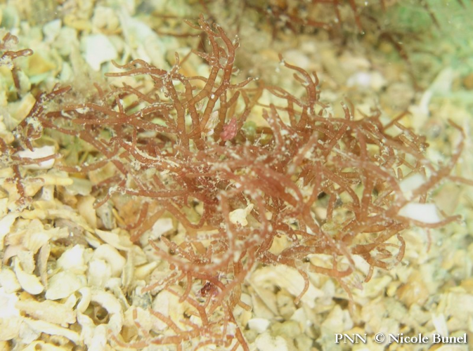 Champia parvula © Nicole Bunel
