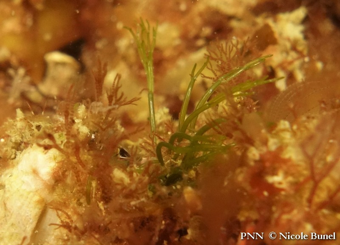 Cladophora pellucida © Nicole Bunel