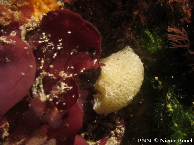 Clathrina coriacea © Nicole Bunel