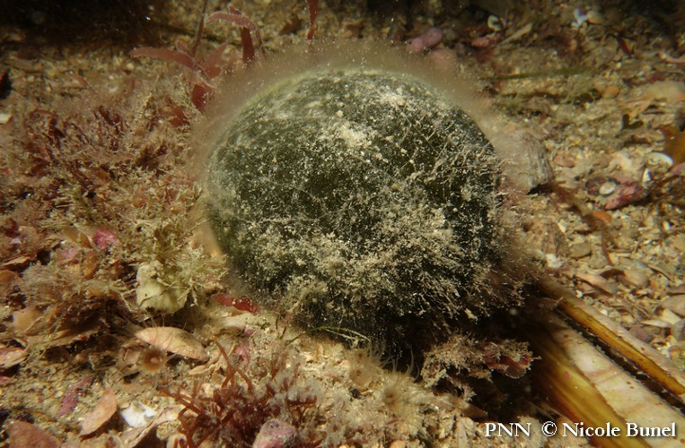 Codium bursa © Nicole Bunel
