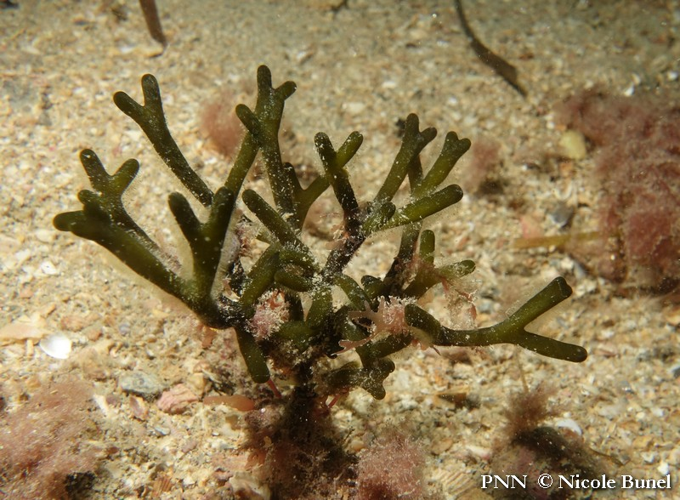 Codium tomentosum © Nicole Bunel