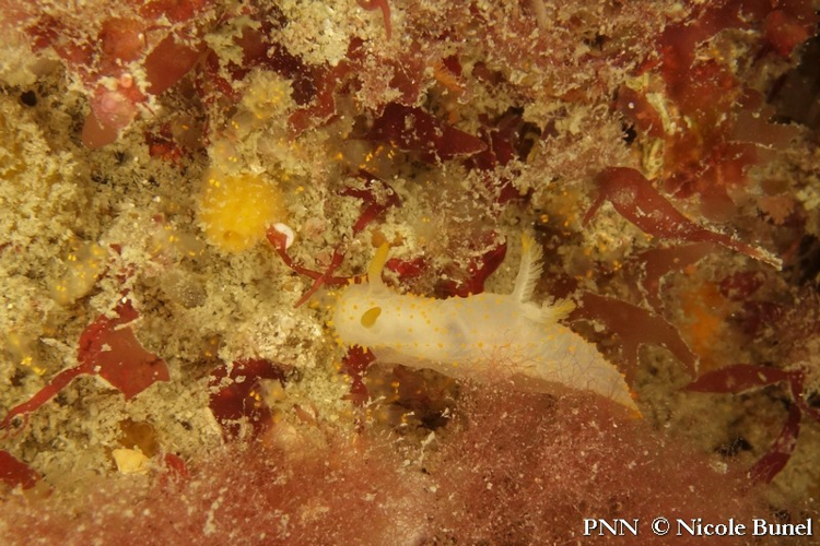 Crimora papillata © Nicole Bunel