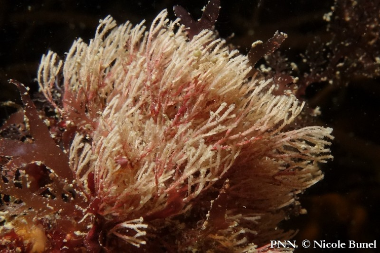 Crisia denticulata © Nicole Bunel