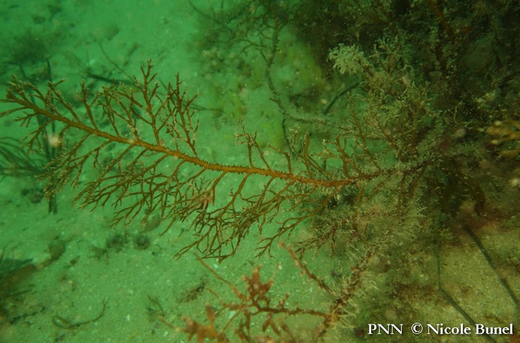 Cystoseira foenicula © Nicole Bunel