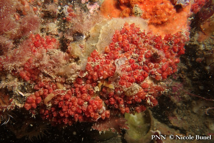 Dendrodoa grossularia © Nicole Bunel