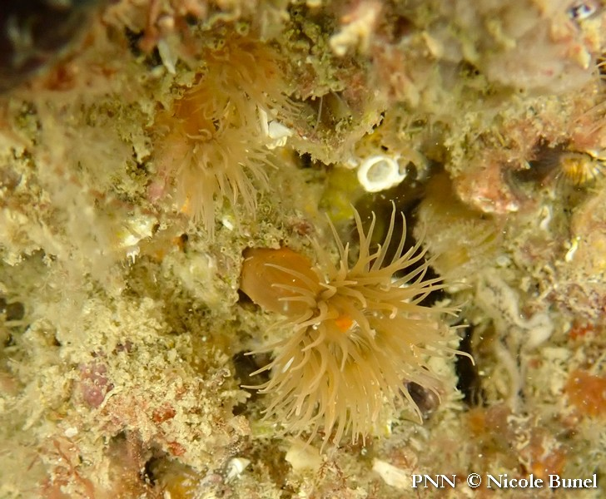 Diadumene cincta © Nicole Bunel