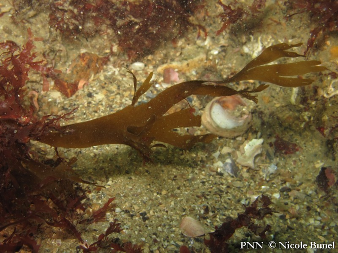 Dictyota dichotoma © Nicole Bunel