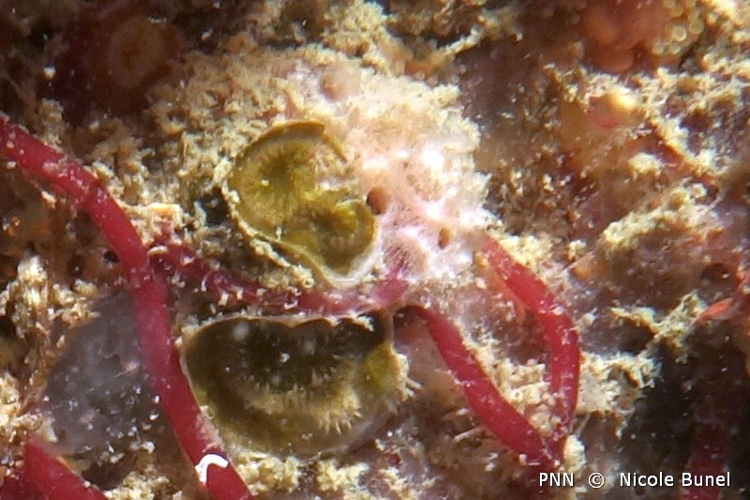 Diplosolen obelium © Nicole Bunel