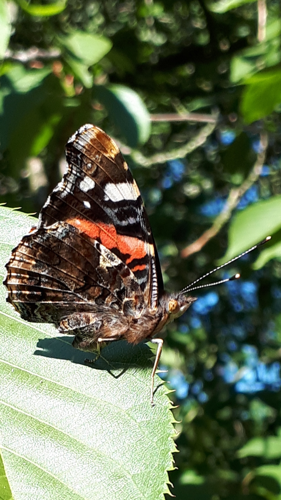 Vanessa atalanta (Linnaeus, 1758) © Agata Wódka Gosse