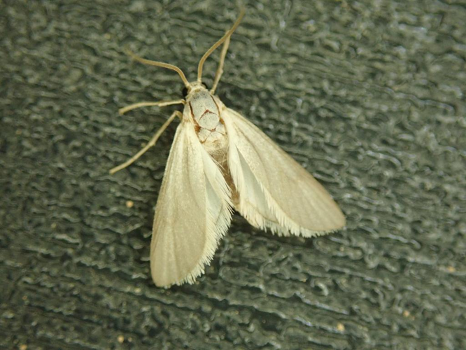 Acentria ephemerella © "bigayon"