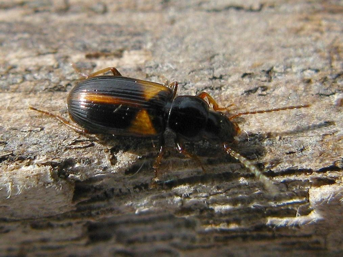 Acupalpus meridianus © "michi1"