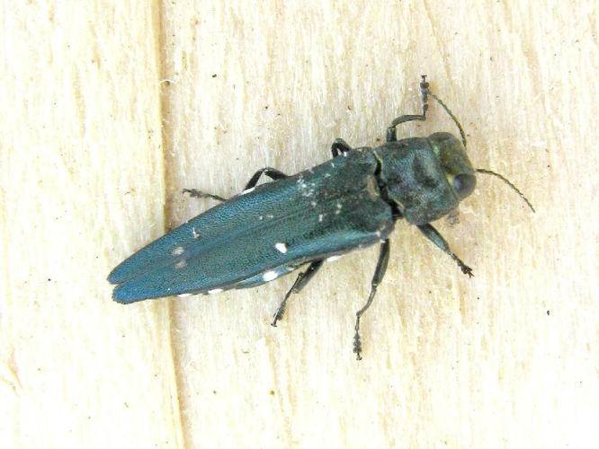 Agrilus biguttatus © "michi1"