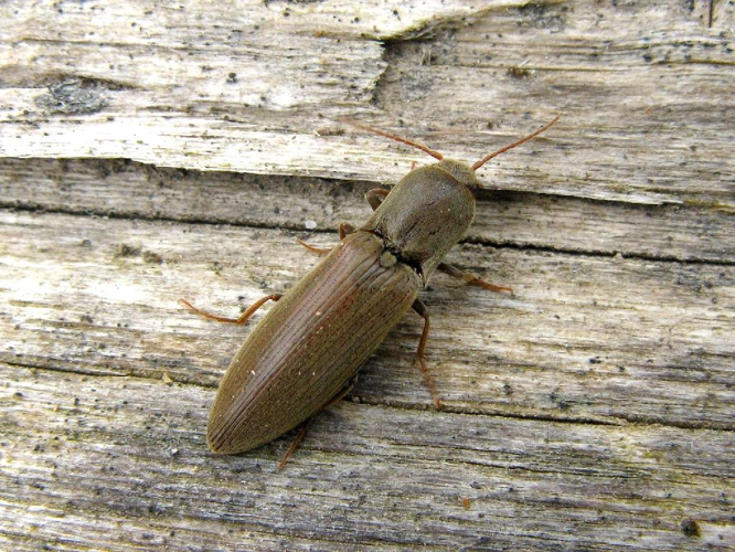 Agriotes pilosellus © "michi1"