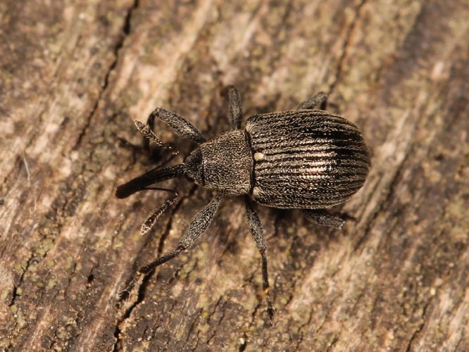 Anthonomus rubi © Marie Lou Legrand