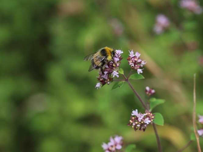 Bourdon des forêts (Bombus lucorum) © Valentin Hamon