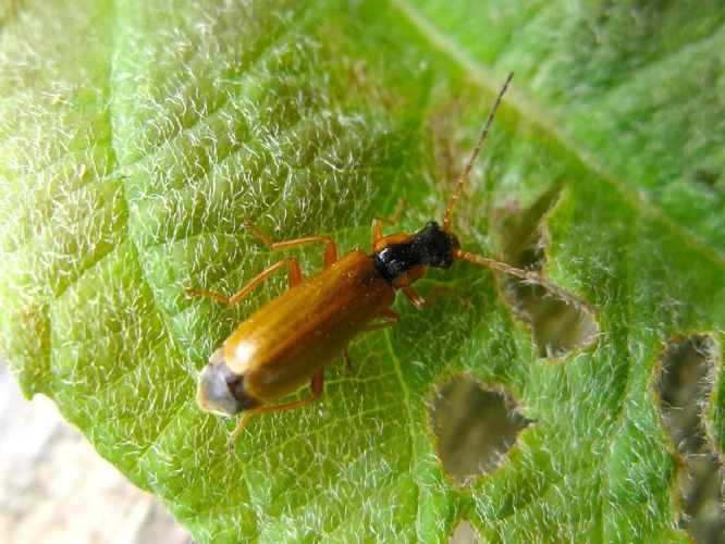 Cantharide fauve avec la pointe des étuis noire (Rhagonycha testacea) © "michi1"