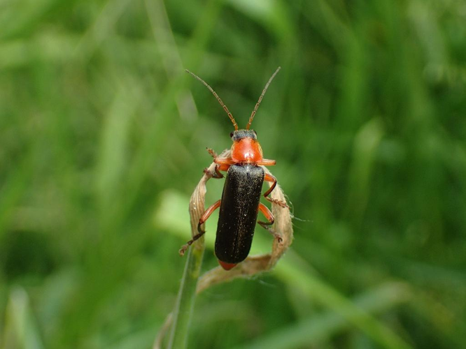 Cantharis pellucida © Matthieu Gauvain