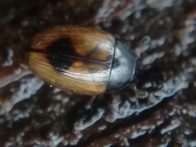 Cercyon unipunctatus © "jfb22"