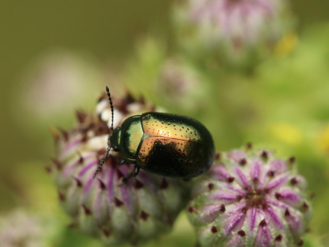Chrysolina hyperici © "gut78"