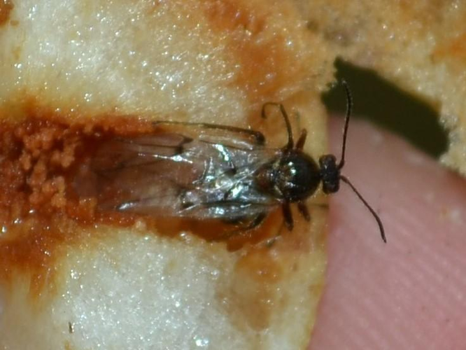 Cynips quercusfolii © "maelan51"