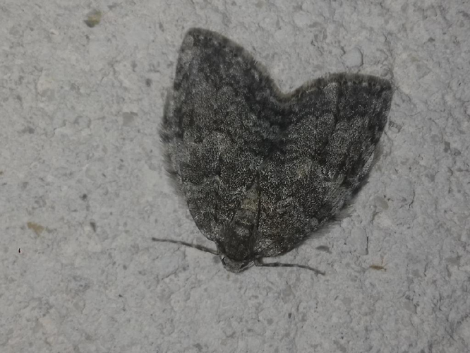 Epirrite diluée (L') (Epirrita dilutata) © "lbous"