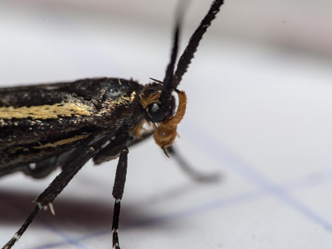 Esperia sulphurella © Cédric Mondy