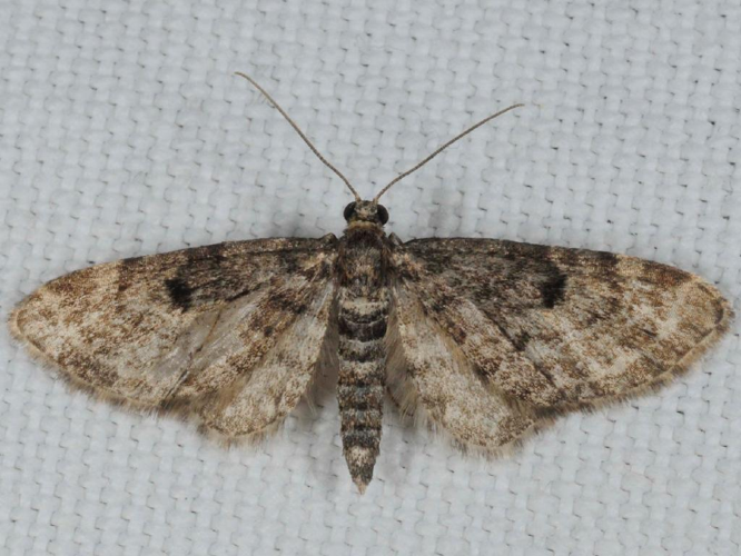 Eupithécie des Résineux (L') (Eupithecia tantillaria) © ALLEMAND Guillaume