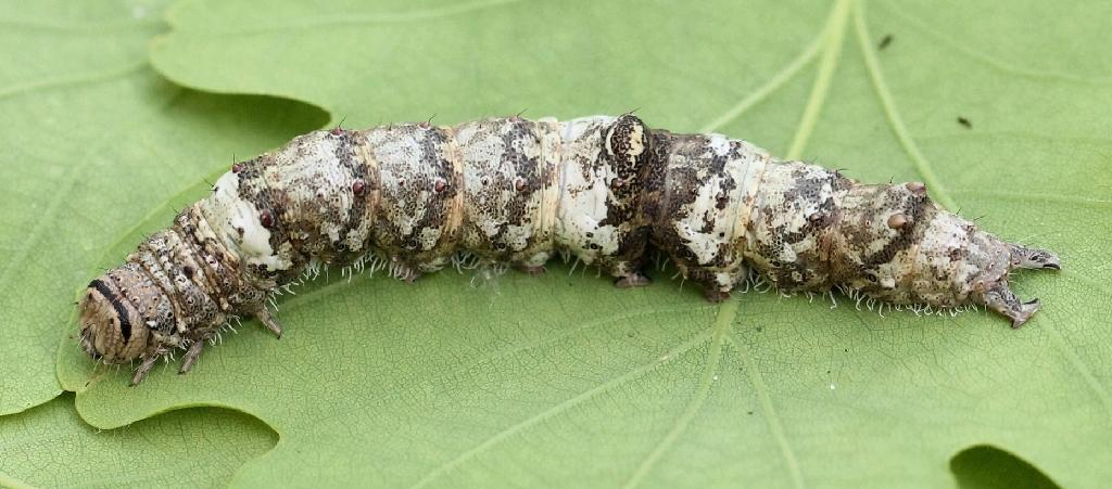 Fiancée (La) (Catocala sponsa) © Marie Lou Legrand