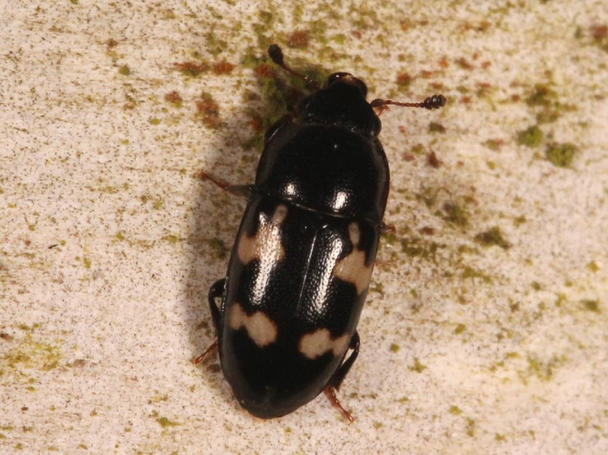 Glischrochilus quadriguttatus © Marie Lou Legrand