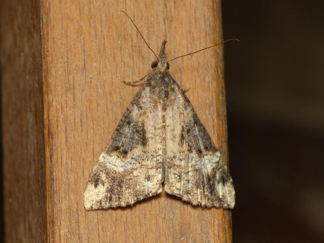 Hypène des ponts (L') (Hypena obsitalis) © Benoît Segerer