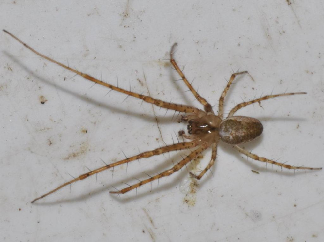 Metellina mengei © Pascal Dubois